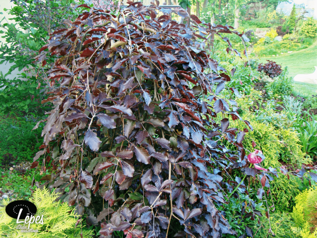 Fagus sylvatica   'Purpurea Pendula'